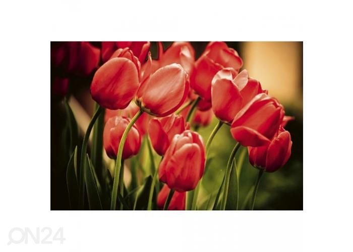 Non-woven kuvatapetti Red tulips 375x250 cm kuvasuurennos