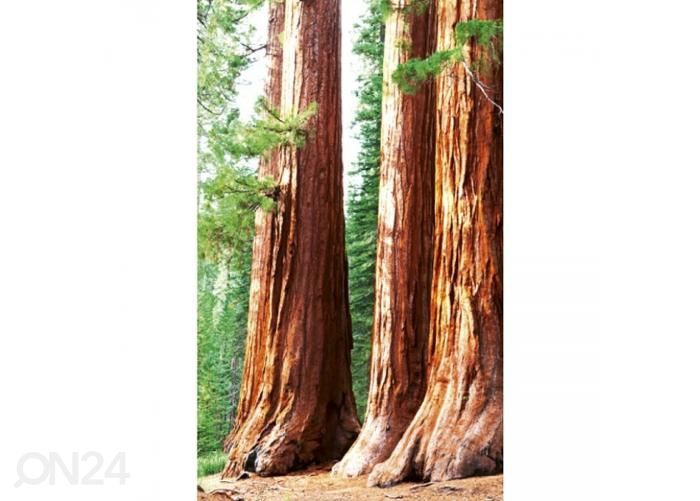 Non-woven kuvatapetti Sequoia 150x250 cm kuvasuurennos