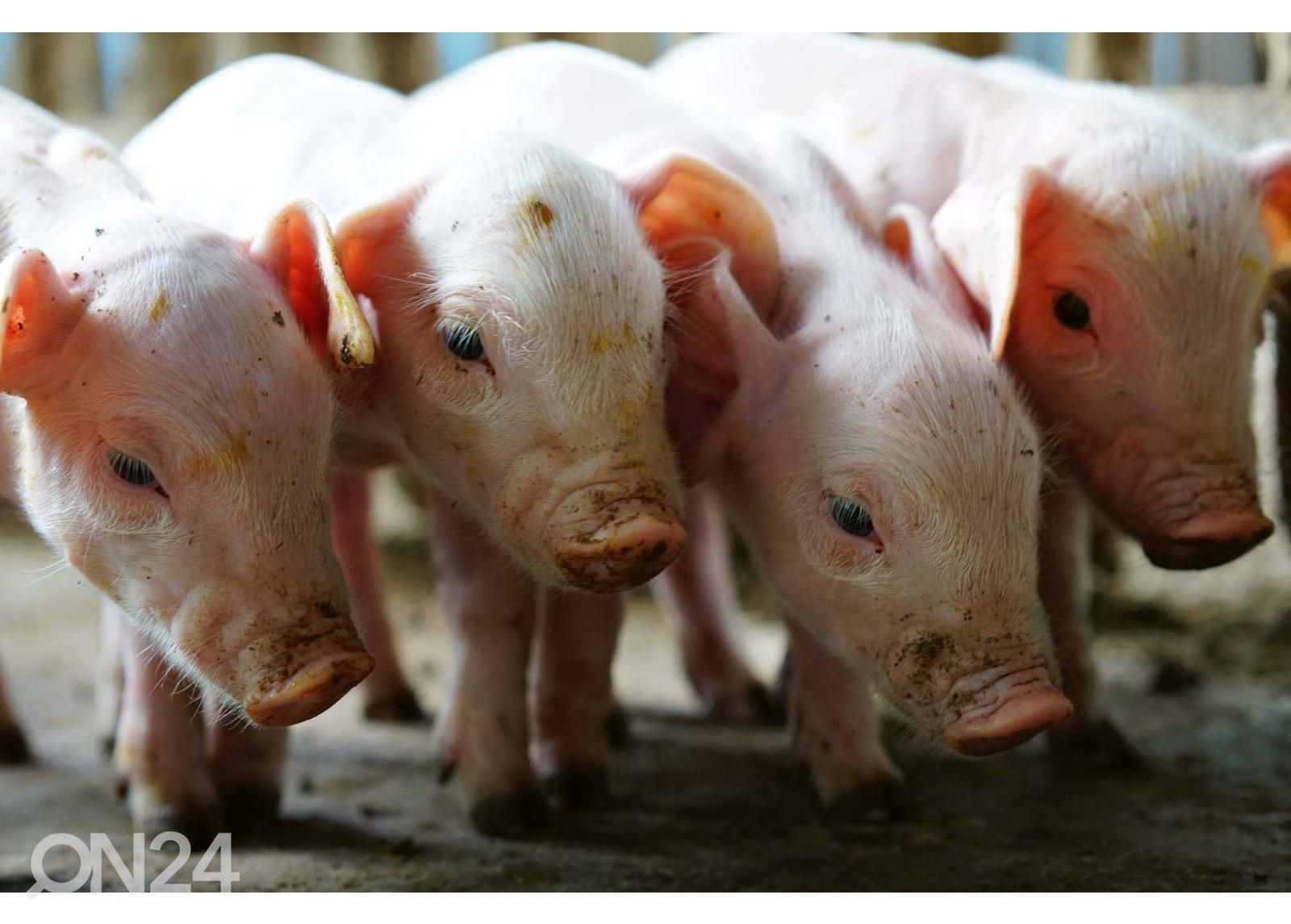 Non-woven kuvatapetti Small Pigs In The Farm kuvasuurennos
