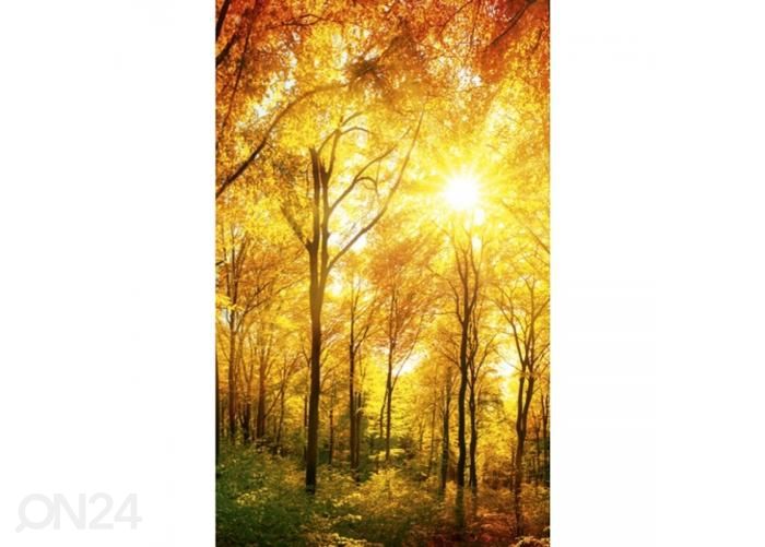 Non-woven kuvatapetti Sunny forest 150x250 cm kuvasuurennos