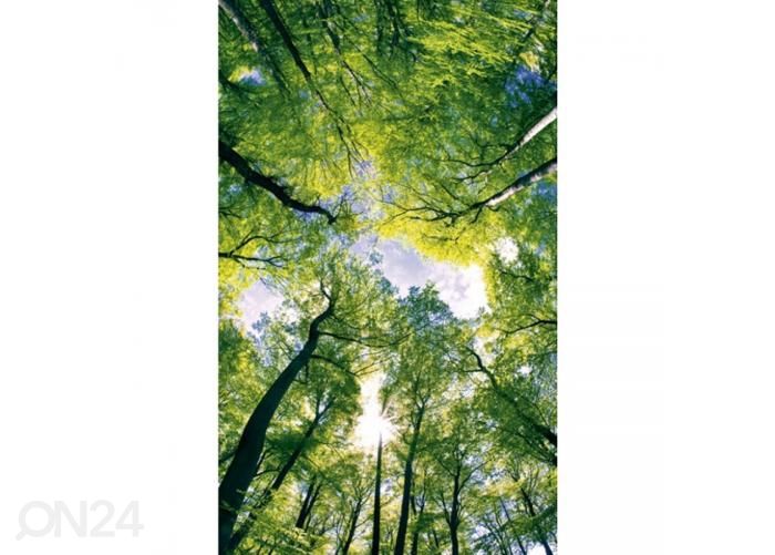 Non-woven kuvatapetti Trees 150x250 cm kuvasuurennos
