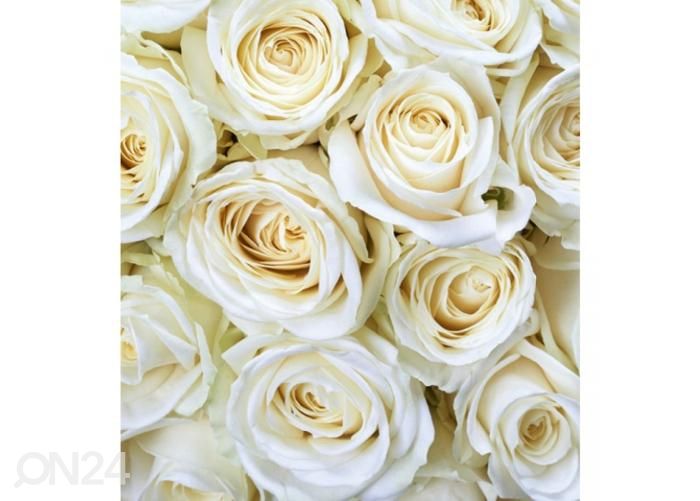 Non-woven kuvatapetti White roses 225x250 cm kuvasuurennos