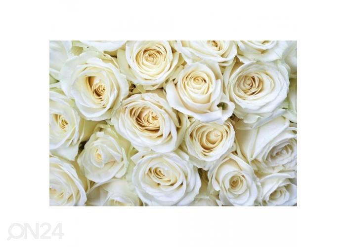 Non-woven kuvatapetti White roses 375x250 cm kuvasuurennos