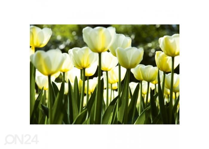 Non-woven kuvatapetti White tulips 150x250 cm kuvasuurennos