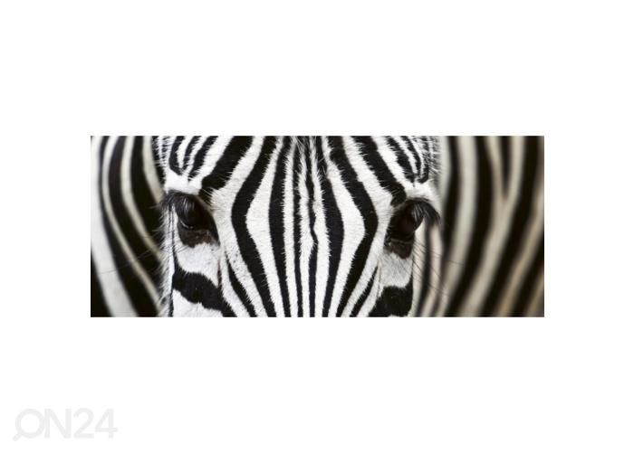 Non-woven kuvatapetti Zebra 375x150 cm kuvasuurennos