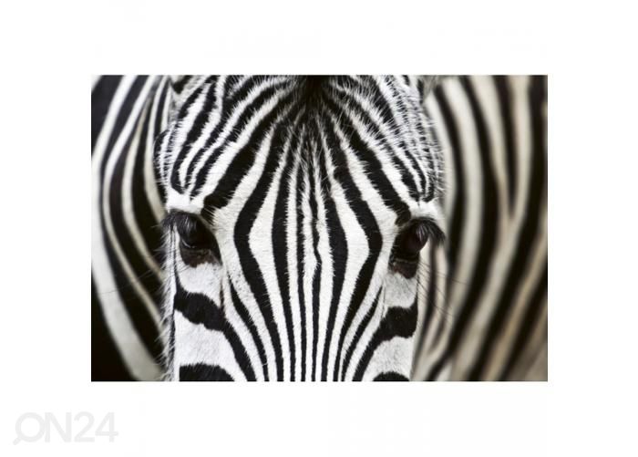 Non-woven kuvatapetti Zebra 375x250 cm kuvasuurennos