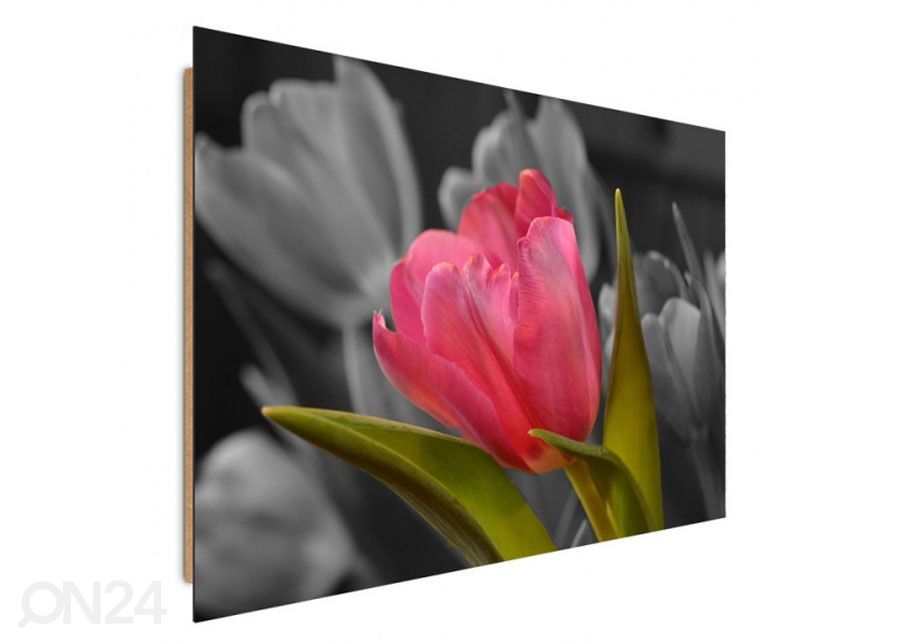 Taulu Red tulip 40x50 cm kuvasuurennos