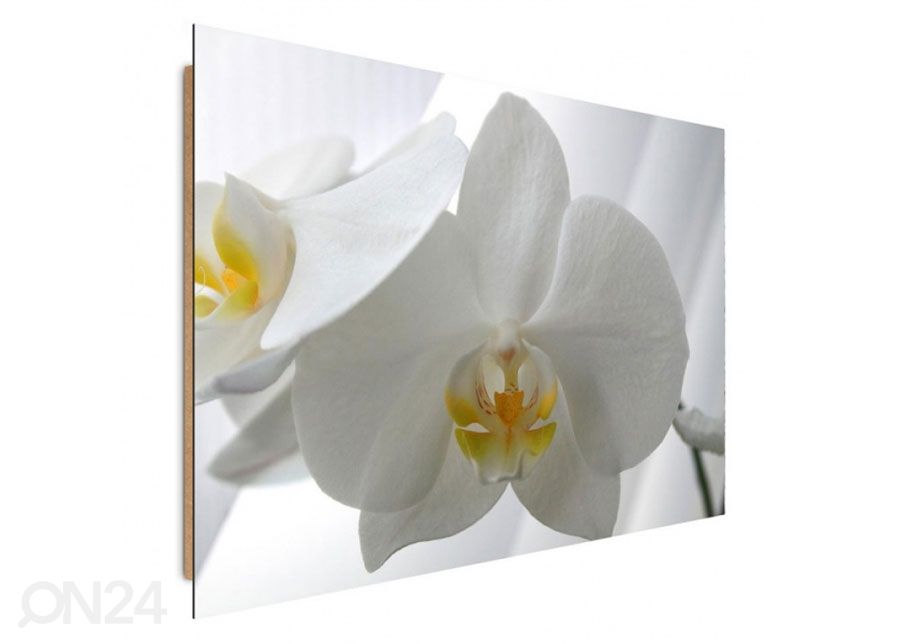 Taulu White orchids 40x50 cm kuvasuurennos
