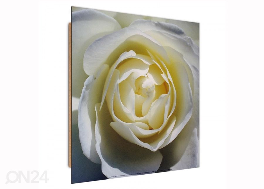 Taulu White rose 3D 30x30 cm kuvasuurennos