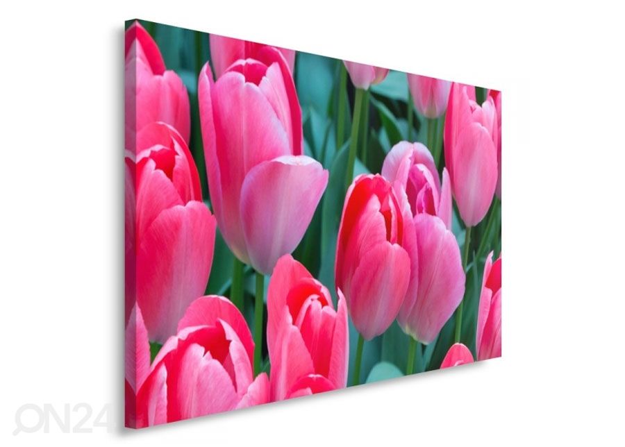 TauluPink tulips 50x70 cm kuvasuurennos