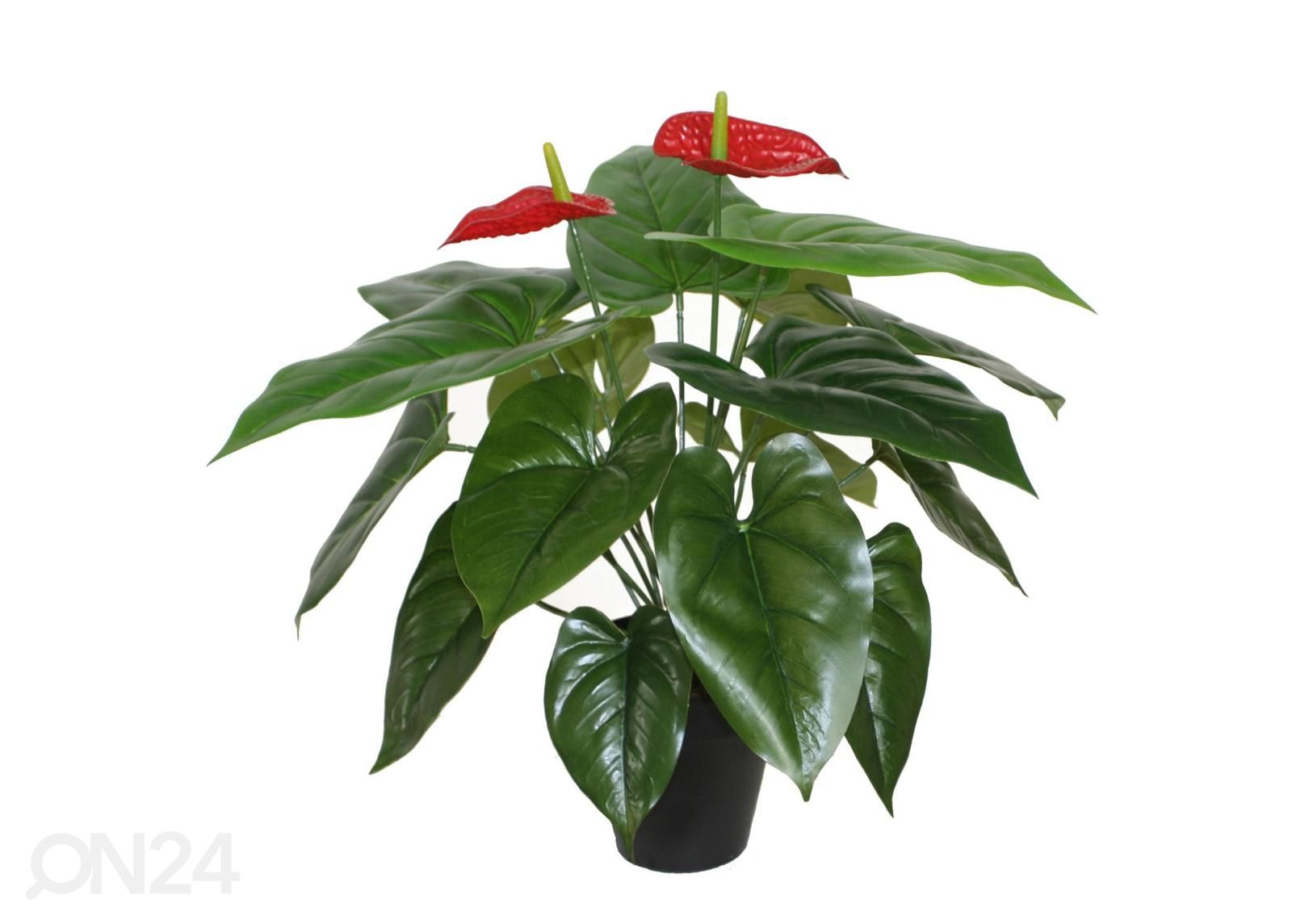 Tekokasvi Anthurium 45 cm kuvasuurennos