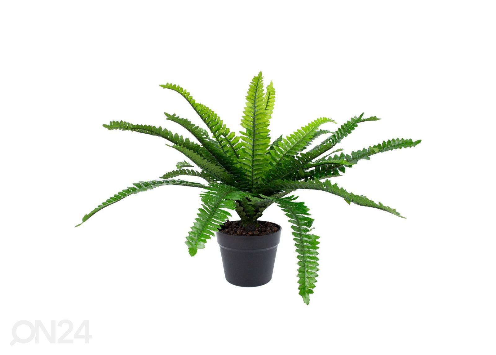 Tekokasvi Boston fern 60 cm kuvasuurennos