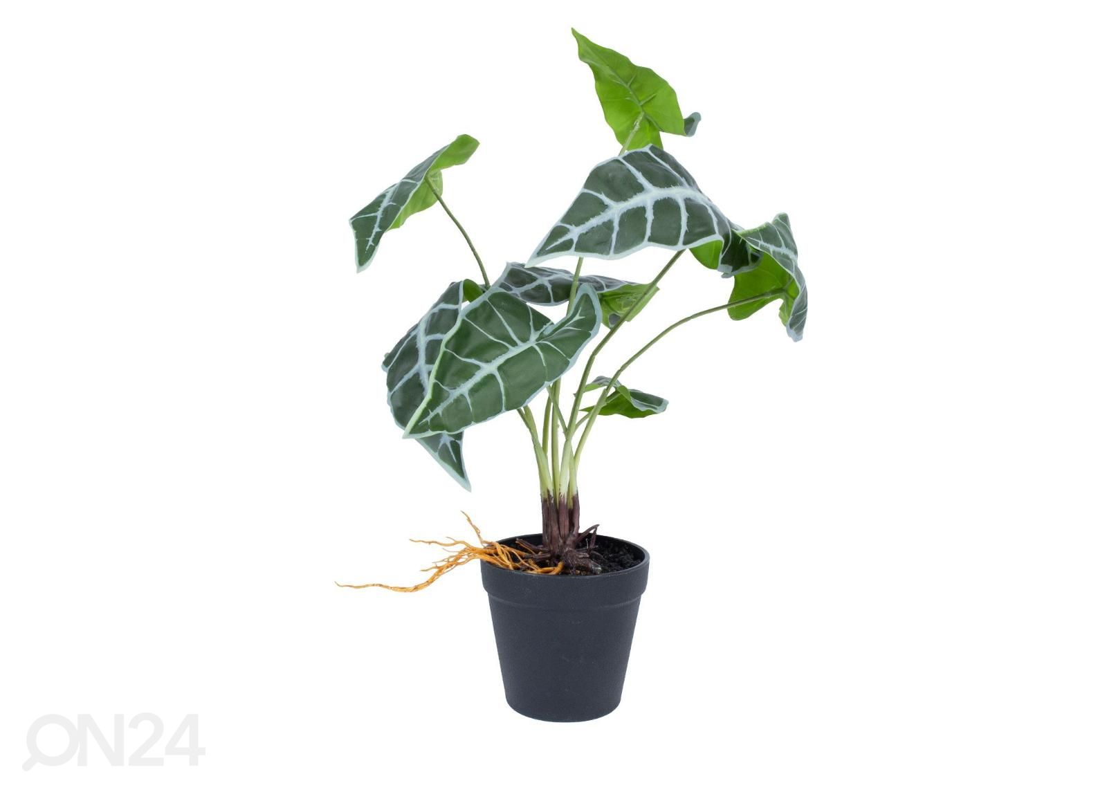 Tekokasvi Greenland Alocasia 40 cm kuvasuurennos