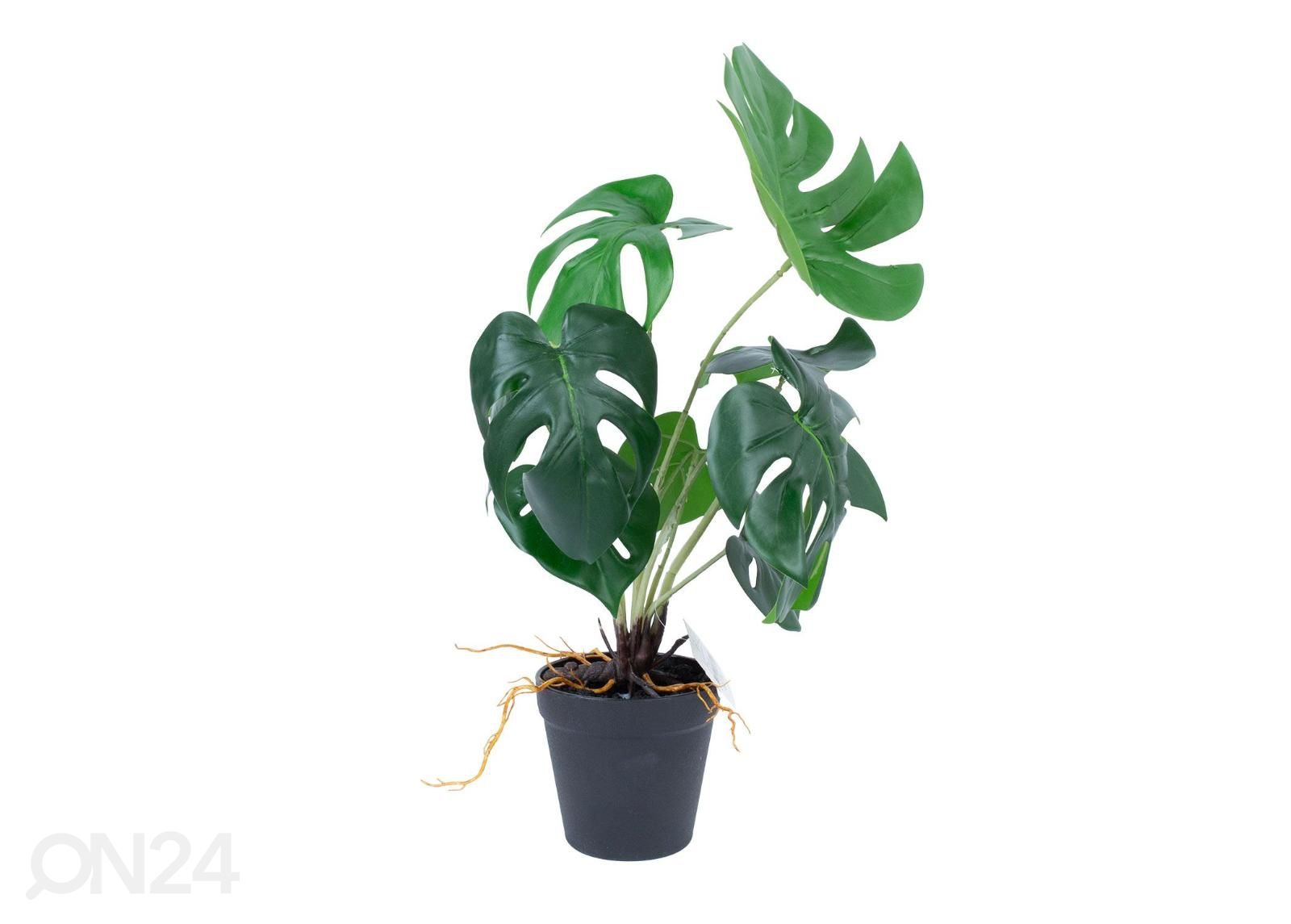 Tekokasvi Greenland Monstera 40 cm kuvasuurennos