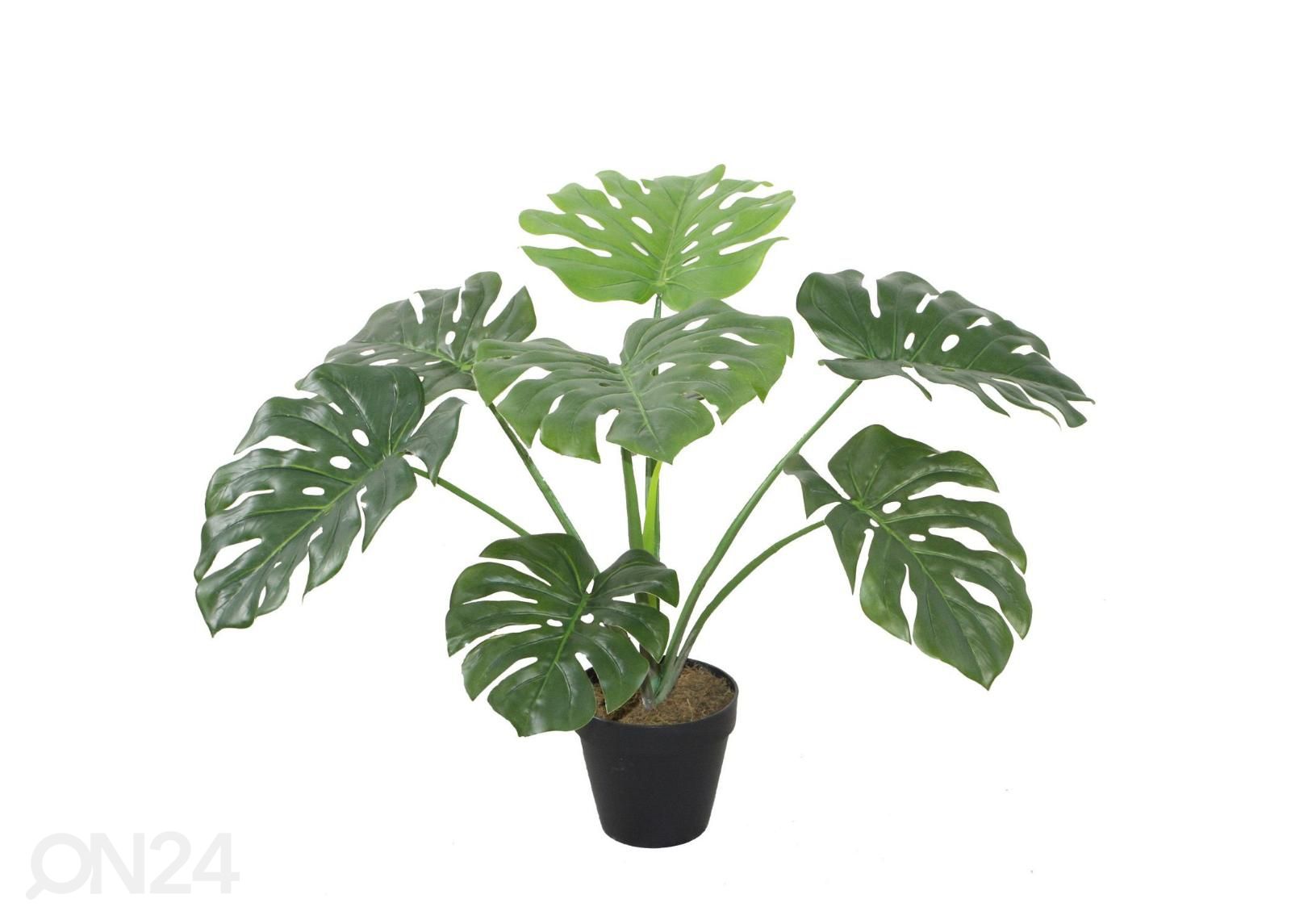 Tekokasvi Monstera 60 cm kuvasuurennos