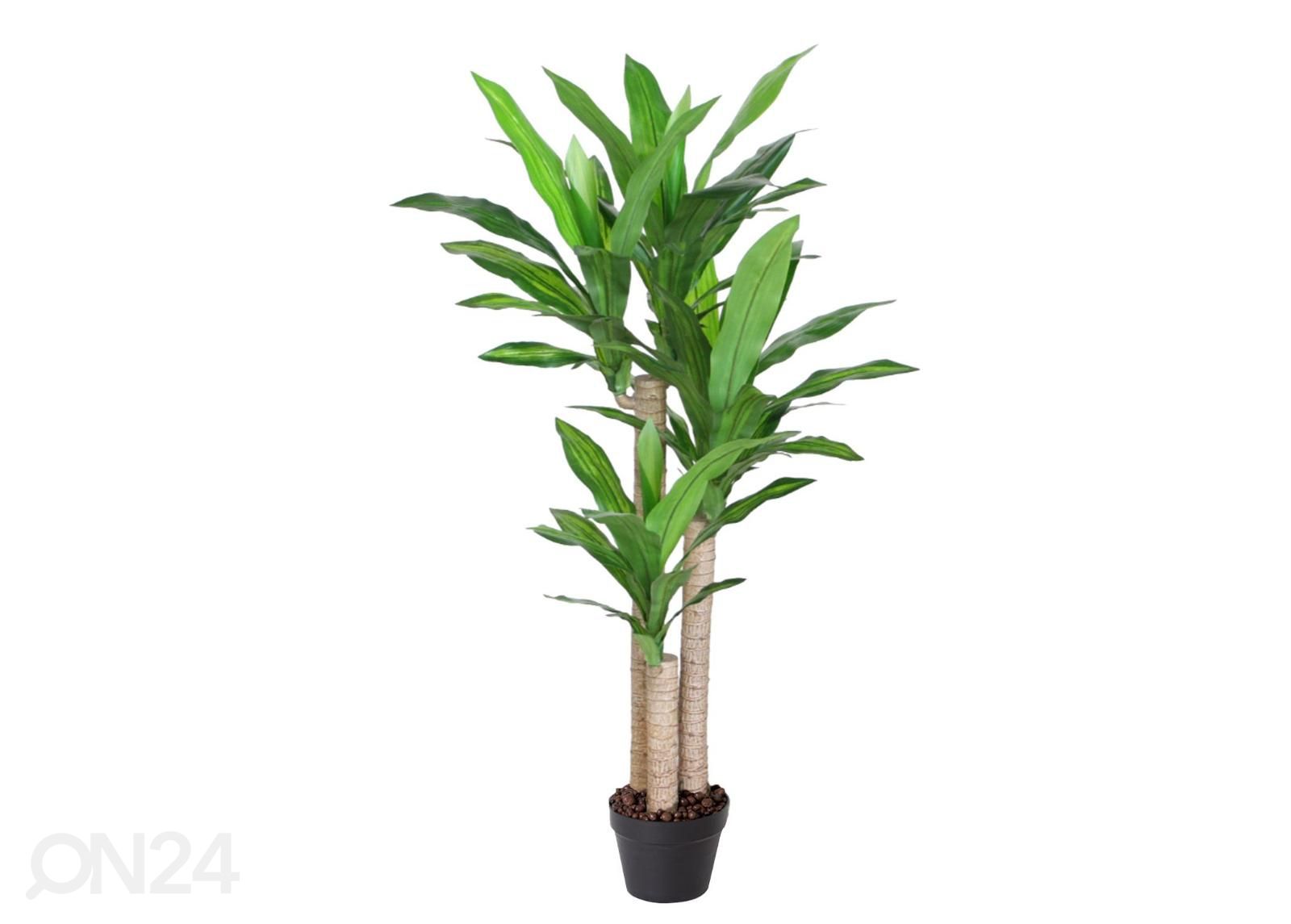 Tekopuu Dracaena 125 cm kuvasuurennos