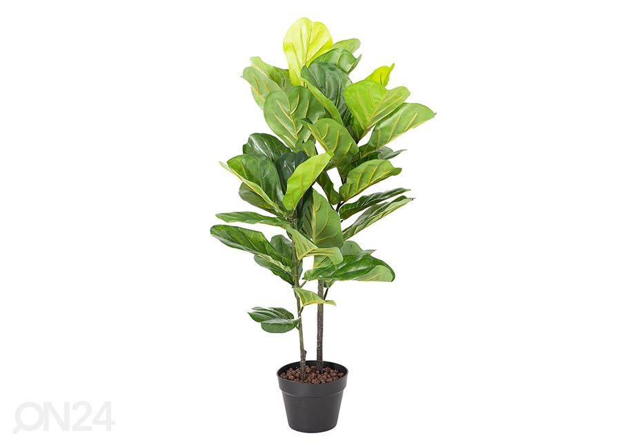 Tekopuu Fiddle leaf 190 cm kuvasuurennos