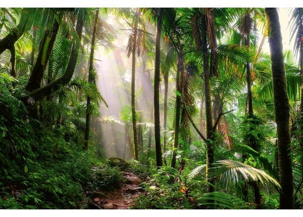 Itsekiinnityvä kuvatapetti Beautiful Jungle Path