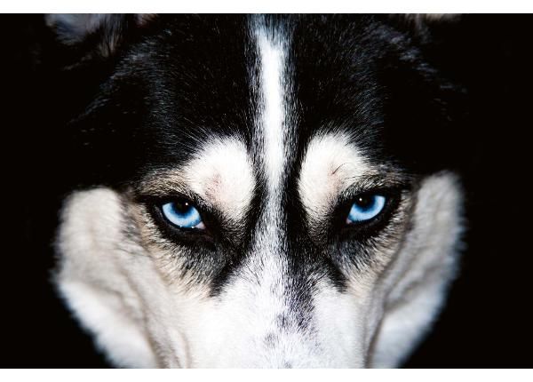 Itsekiinnityvä kuvatapetti Blue Eyes Husky