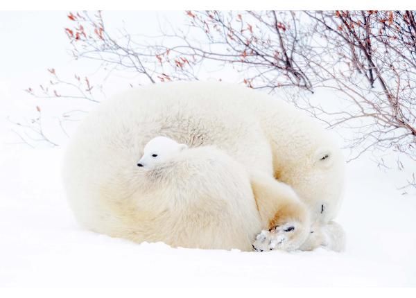 Itsekiinnityvä kuvatapetti Blue Polar Bears