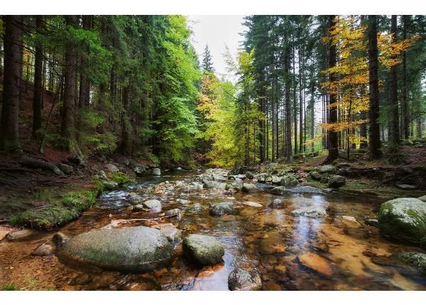 Itsekiinnityvä kuvatapetti Forest Stream