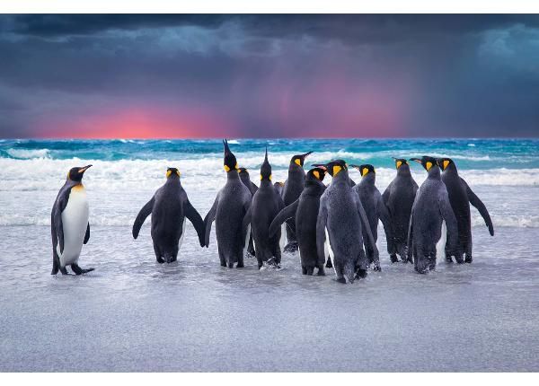 Itsekiinnityvä kuvatapetti King Penguins In The Falkland
