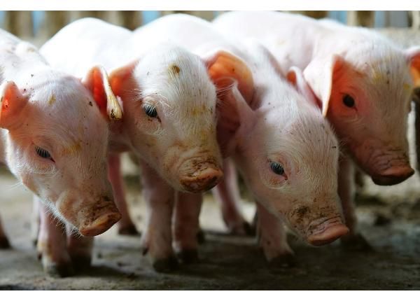 Itsekiinnityvä kuvatapetti Small Pigs In The Farm