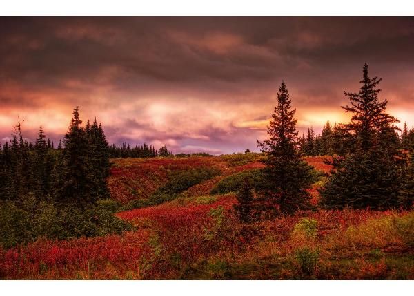 Itseliimautuva kuvatapetti Alaska Sunset