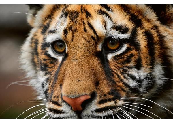 Itseliimautuva kuvatapetti Beautiful Big Tiger