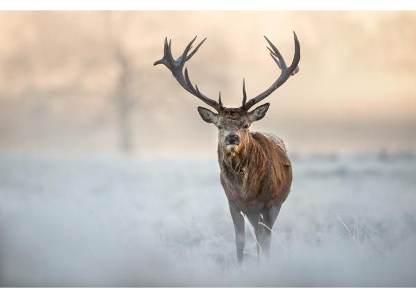 Itseliimautuva kuvatapetti Red Deer Stag