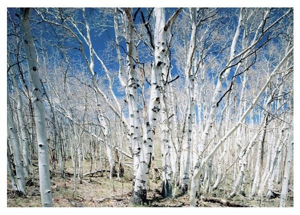Non-woven kuvatapeti Birches in Utah Dixie National Park 368x254 cm