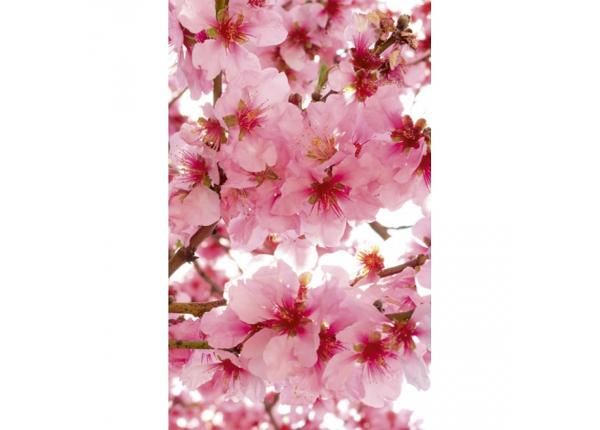 Non-woven kuvatapetti Apple blossom