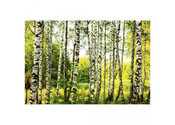 Non-woven kuvatapetti Birch forest 375x250 cm