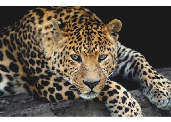 Non-woven kuvatapetti Close Up Leopard Portrait 368 x 254 cm