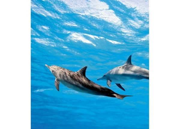 Non-woven kuvatapetti Dolphins