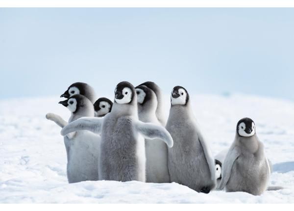 Non-woven kuvatapetti Emperor Penguins Chicks