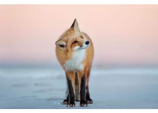 Non-woven kuvatapetti Fox Turns Its Head
