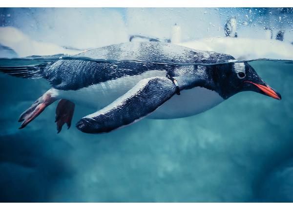 Non-woven kuvatapetti Gentoo Penguin Swimming Marine Life