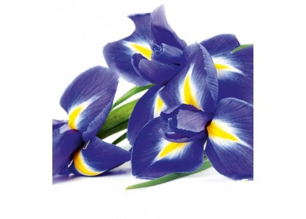 Non-woven kuvatapetti Iris