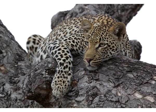 Non-woven kuvatapetti Leopard In Tree