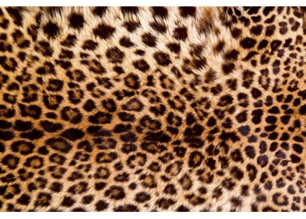 Non-woven kuvatapetti Leopard skin