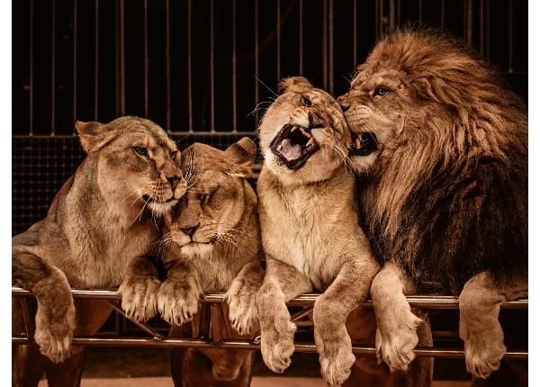 Non-woven kuvatapetti Lion And Three Lioness