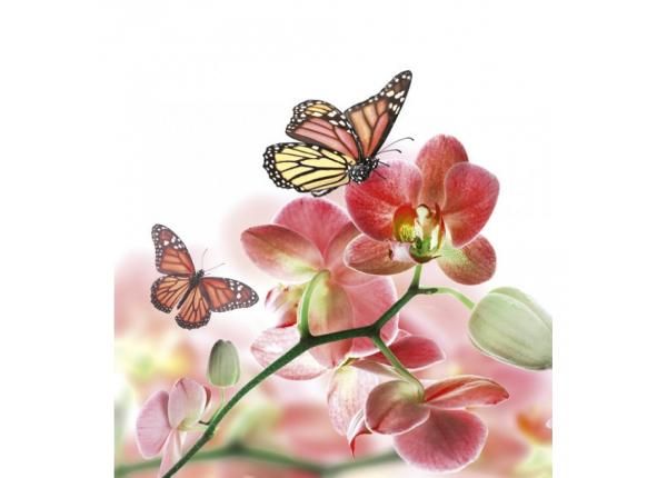 Non-woven kuvatapetti Orchids and butterfly 225x250 cm