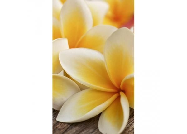 Non-woven kuvatapetti Plumeria