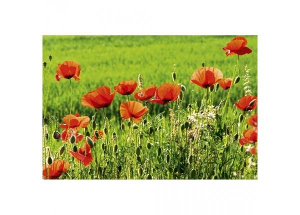 Non-woven kuvatapetti Poppy field 375x250 cm