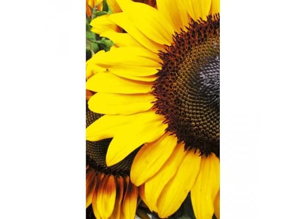 Non-woven kuvatapetti Sunflowers