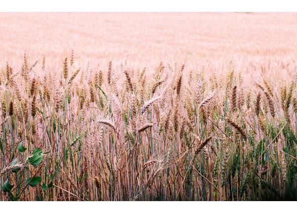 Non-woven kuvatapetti Wheat Field