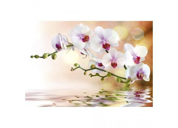 Non-woven kuvatapetti White orchid 375x250 cm