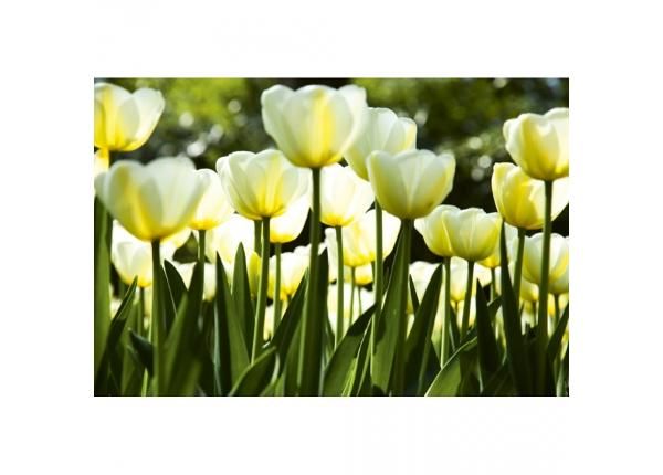 Non-woven kuvatapetti White tulips