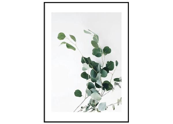 Seinäjuliste Eucalyptus II